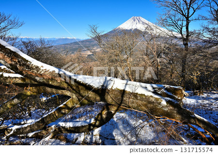 Mount Echizen in the Ashitaka Mountains: Mount Fuji towers over fallen trees covered in snow Mount Echizen in the Ashitaka Mountains: Mount Fuji towers over fallen trees covered in snow 131715574