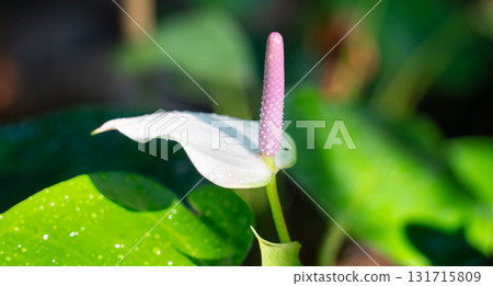 anthurium flamingo flower アンスリウ 131715809