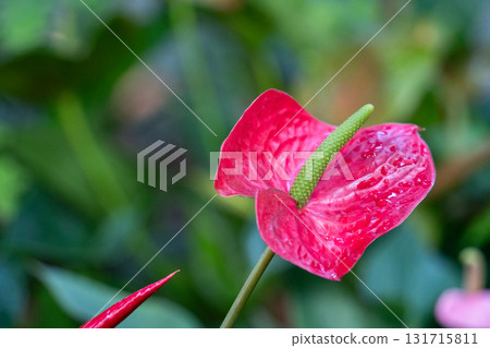 火鶴花 花燭屬植物 植物 特寫 微距 anthurium flamingo flower アンスリウ 火鶴花 花燭屬植物 植物 特寫 微距 anthurium flamingo flower アンスリウ 131715811