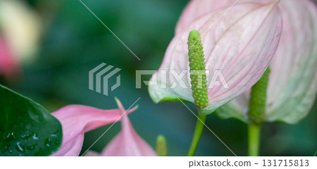 anthurium flamingo flower アンスリウ anthurium flamingo flower アンスリウ 131715813