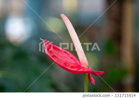 火鶴花 花燭屬植物 植物 特寫 微距 anthurium flamingo flower アンスリウ 火鶴花 花燭屬植物 植物 特寫 微距 anthurium flamingo flower アンスリウ 131715814