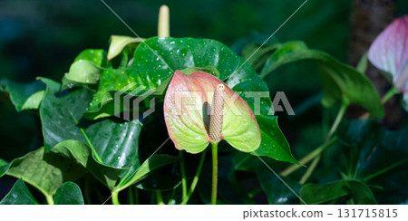 anthurium flamingo flower アンスリウ 131715815