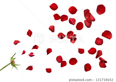 A floral shadowless background with scattered red rose petals 131716032
