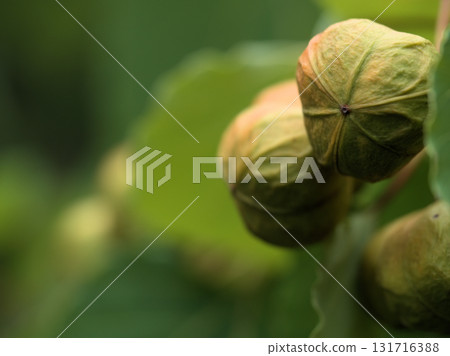 九月成熟的可愛油桐果實 131716388