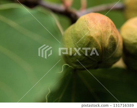 九月成熟的可愛油桐果實 131716389