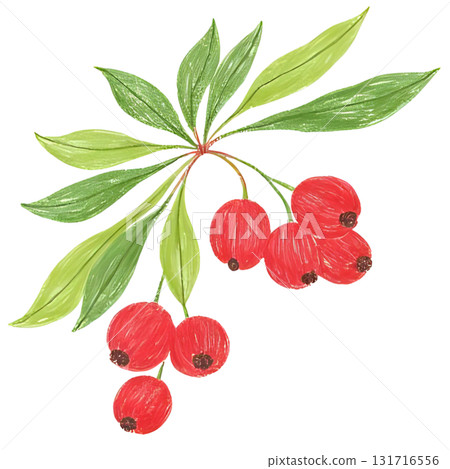 紅冬青漿果的插圖 131716556