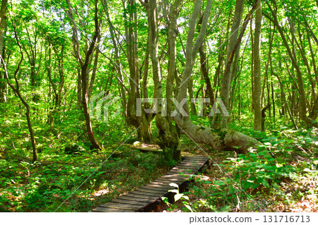 Beech forest at the foot of Mt. Chokai Beech forest at the foot of Mt. Chokai 131716713