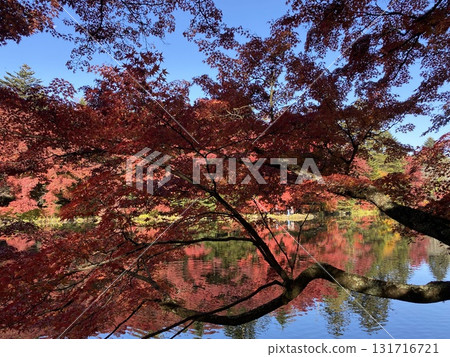 日本的秋葉:輕井澤雲場池 日本的秋葉:輕井澤雲場池 131716721