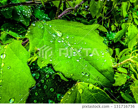 May Rain ~Rainy Day~ 131716736