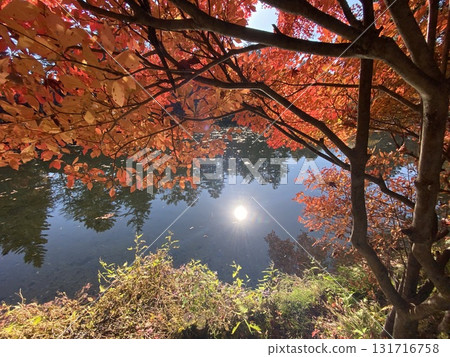 日本的秋葉，輕井澤，雲場池 131716758