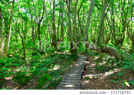 Beech forest at the foot of Mt. Chokai Beech forest at the foot of Mt. Chokai 131716791