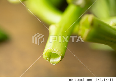 空心菜(空心菜)的橫切面 空心菜(空心菜)的橫切面 131716811