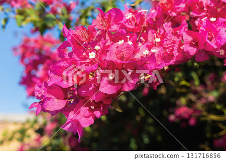 Pink bougainvillea flowers blooming under sunny sky Pink bougainvillea flowers blooming under sunny sky 131716856