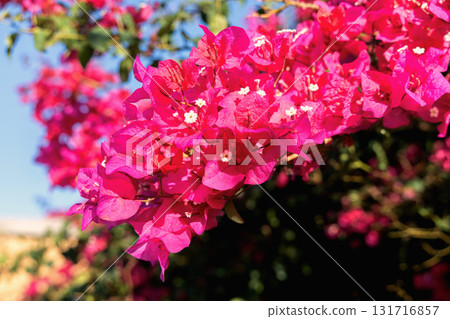 Bright bougainvillea branch with vibrant pink blossom Bright bougainvillea branch with vibrant pink blossom 131716857