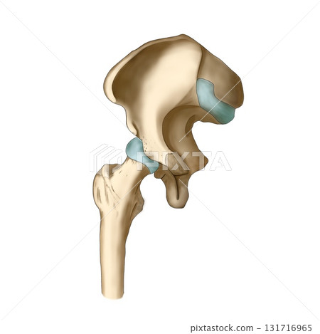 骨骼模型（內髖關節） 131716965