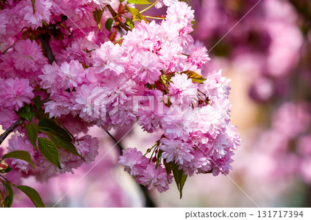 lush cherry blossom in spring. delicate pink flower petals. closeup of japanese kanzan sakura. hanami holidays in uzhhorod, ukraine. romantic season. nature background with flowering plant in april 131717394