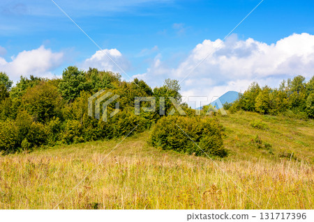 forest and grassy meadows on hills under cloudy autumnal sky. beautiful countryside in fine autumn weather. nature scenery of outskirts in carpathian mountains on a sunny day forest and grassy meadows on hills under cloudy autumnal sky. beautiful countryside in fine autumn weather. nature scenery of outskirts in carpathian mountains on a sunny day 131717396