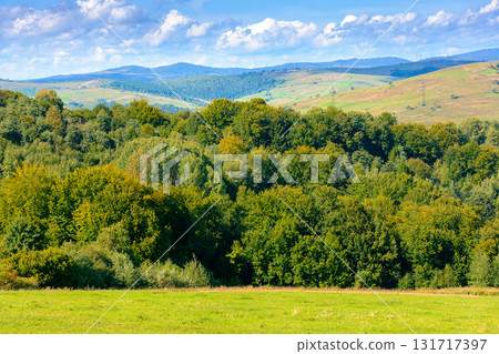 forest on the hill in rural area of carpathian mountains in autumn. wonderful scenery of volovets district. deciduous trees near grassy meadow in september forest on the hill in rural area of carpathian mountains in autumn. wonderful scenery of volovets district. deciduous trees near grassy meadow in september 131717397