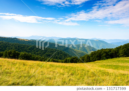 lush alpine meadow in summer. green carpathian mountain landscape under blue sky. beautiful open view in to the distant valley. majestic countryside of ukraine. outdoor adventures in the afternoon lush alpine meadow in summer. green carpathian mountain landscape under blue sky. beautiful open view in to the distant valley. majestic countryside of ukraine. outdoor adventures in the afternoon 131717399