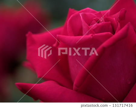 五月盛開的紅玫瑰 五月盛開的紅玫瑰 131717416