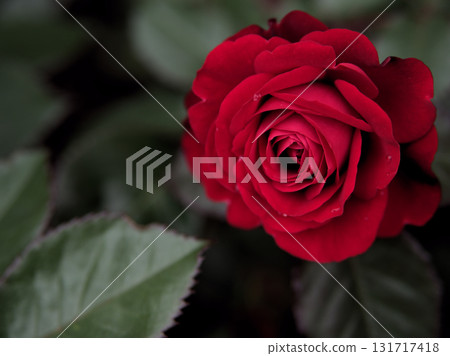 五月盛開的紅玫瑰 五月盛開的紅玫瑰 131717418