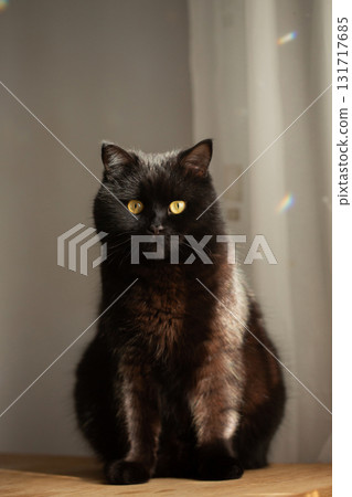 Black cat with yellow eyes sits on a wooden table 131717685