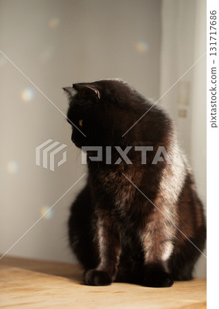 Black cat looking aside in gentle sunlight 131717686