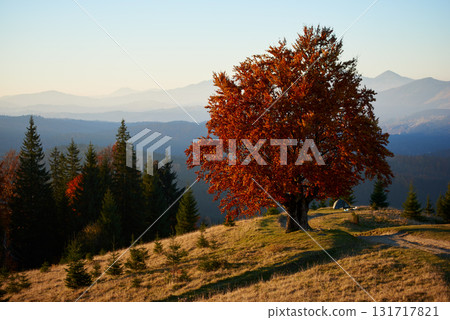 Stunning autumn landscape. Solitary tree with vibrant red leaves on hillside. Background reveals layers of misty mountains and dense forest of evergreens. Small tent is pitched nearby. Stunning autumn landscape. Solitary tree with vibrant red leaves on hillside. Background reveals layers of misty mountains and dense forest of evergreens. Small tent is pitched nearby. 131717821