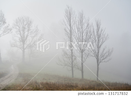 Dense mist in rural mountain region with foggy trees silhouettes and road path Dense mist in rural mountain region with foggy trees silhouettes and road path 131717832