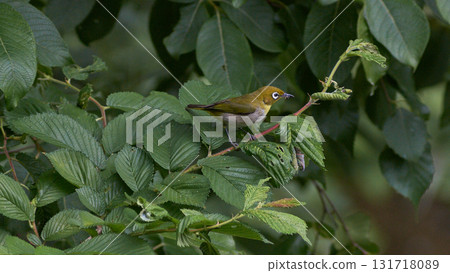 White-eye 131718089