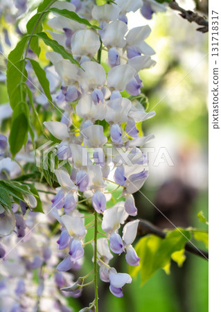 Wisteria Flowers Bloom Spring Garden 131718317