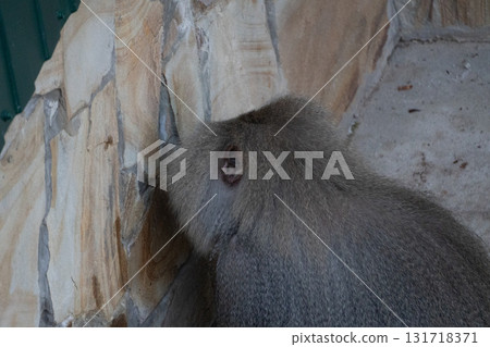 Monkey Zoo Animal Close Up 131718371