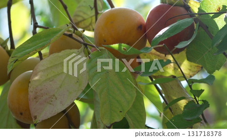 Persimmon Fruits Tree: Ripe orange fruits and green leaves flourish on a sunlit branch, ready for harvest. 131718378