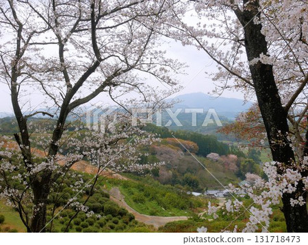 熊本市植木町的田原坂公園和木葉山春天 熊本市植木町的田原坂公園和木葉山春天 131718473