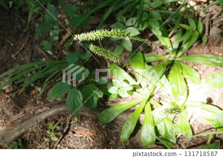 A wild jasmine flower bloomed in the summer forest. The small white flowers on the slender flower stalks create a cool impression in the quiet forest. 131718587