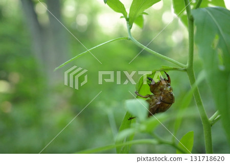 夏天，蟬的殼留在草葉的背面，在寂靜的森林裡，它們靜靜地講述著夏天結束的故事。 131718620