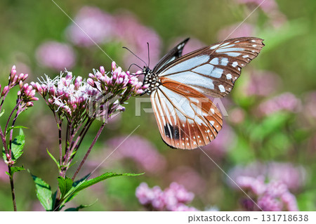 Chestnut tiger male sucking nectar of Fujibakama Chestnut tiger male sucking nectar of Fujibakama 131718638