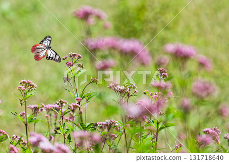 A chestnut butterfly fluttering through a flower field A chestnut butterfly fluttering through a flower field 131718640