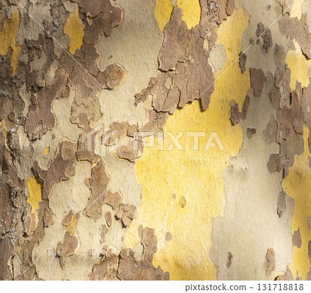Platan, Platane, Platanus sycamore, plane tree trunk symbol. Texture made of Platan, Platane, sycamore, plane tree bark. Beautiful Platan tree trunk background. Conceptual image. Peaceful nature. 131718818