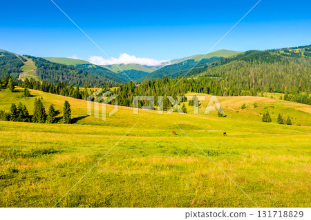 mountain field in summer. grass on the rolling hills of beautiful landscape with green meadows under blue sky. countryside scenery of ukraine on sunny day. scenic view of rural pasture in alpine 131718829