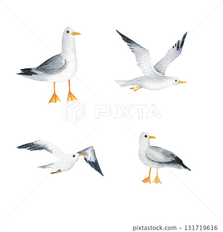 set of different sea bird, four white and gray sea gull, flying and standing gulls, hand drawn illustration of wild bird, sketch of freedom animal for marine pictures, tourism product decoration 131719616