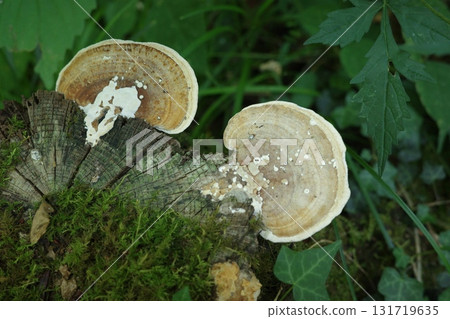 A type of Polyporus, Polyporus nigricans, growing on a stump. A type of Polyporus, Polyporus nigricans, growing on a stump. 131719635