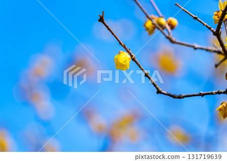 Winter plum blossoms blooming in the blue sky Winter plum blossoms blooming in the blue sky 131719639