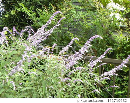 purple spike flowers of amethyst sage 131719682