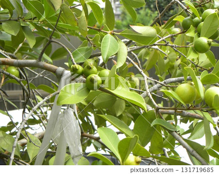 番石榴果實已成熟，可供採收 131719685
