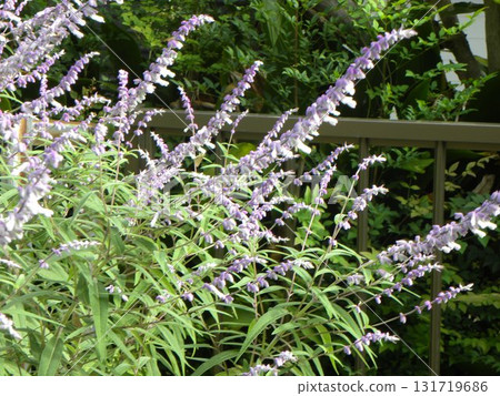 紫水晶鼠尾草的紫色穗花 紫水晶鼠尾草的紫色穗花 131719686
