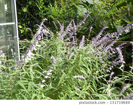 purple spike flowers of amethyst sage purple spike flowers of amethyst sage 131719689