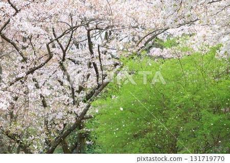 櫻花花瓣盛開 櫻花花瓣盛開 131719770
