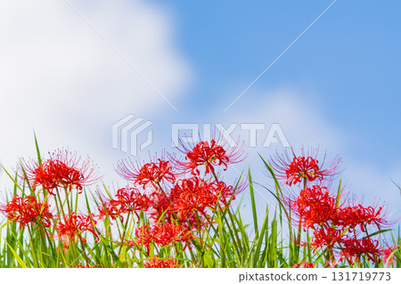 Higankyuka和秋天的天空 131719773