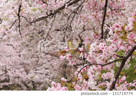 盛開的櫻花 131719774